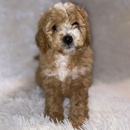 Bernedoodle Puppies from Pearce Pups