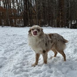 Sally - Toy Australian Shepherd