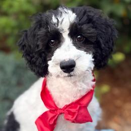 Oregano - male Cavapoochon puppy in North Lawrence, Ohio from Liberty Pups
