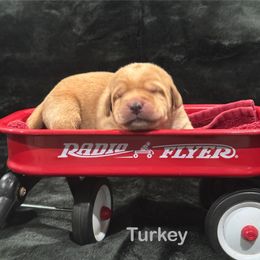 Turkey - Yellow male Labrador Retriever puppy in Tigard, Oregon from Morrison Labrador Retreivers