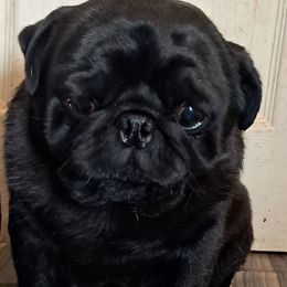 Meatball - Pug