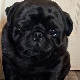 Meatball - Pug