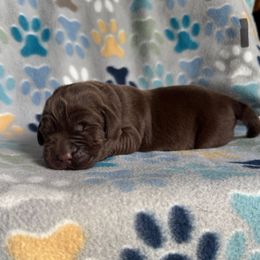 Grey Collar Male - Chocolate male Labrador Retriever puppy in Kissimmee, Florida from SunState Labs