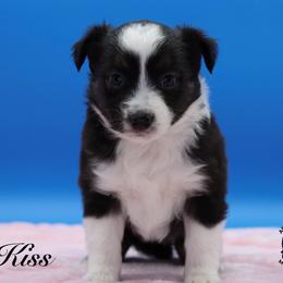 Kiss - Black tri female Miniature Australian Shepherd puppy in Weeki Wachee, Florida from Arlington's Mini Aussies