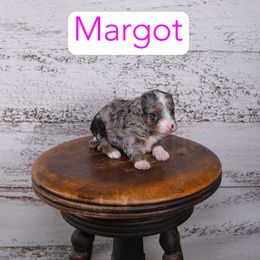 Margot - Blue merle female Assorted Doodle Crosses puppy in Calhoun, Georgia from Happy Top Doodles