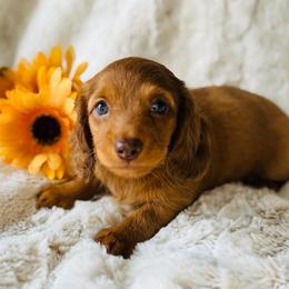 Paisley - Red female Dachshund puppy in Holtwood, Pennsylvania from Holly Hill Dachshunds
