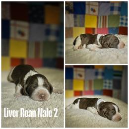 Roan male 4 - Liver white and roan male English Springer Spaniel puppy in Jesup, Georgia from 31 Pines Kennels