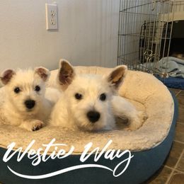 Shihpoo, Shih Tzu, and West Highland White Terrier Puppies from Westie Way & Polly Tzu Shih tzu and more