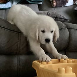 Golden Retriever Puppies from Candy Rock Golden Retrievers