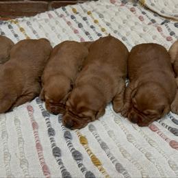 Male 2 - Yellow male Labrador Retriever puppy in Wardensville, West Virginia from Sager’s Labrador Puppies