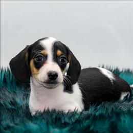 Male 4 - Piebald male Dachshund puppy in Childress, Texas from Taylor Farms
