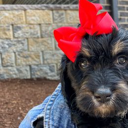 Black Widow - Bernedoodle puppy in Washougal, Washington from Sandy Creek Bernedoodles