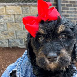 Black Widow - Bernedoodle puppy in Washougal, Washington from Sandy Creek Bernedoodles