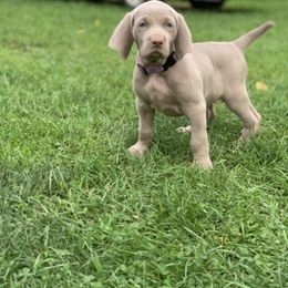 Weimaraner Puppies from Jennifer Anne's Weimaraners