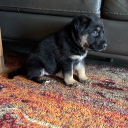 Bodie - Black and red male German Shepherd puppy in Charlottesville, Virginia from AB_Elite_GSD