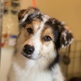 Monet - Australian Shepherd