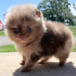 Milkway - Chocolate merle male Pomeranian puppy in Coleman, Oklahoma from Pretty Poms