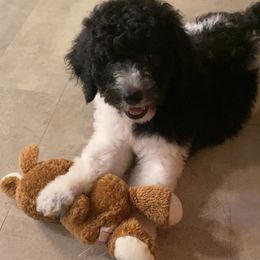 Poodle Puppies from Purple Heart Canines