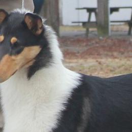 Tovah - Collie