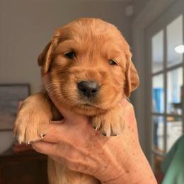 Miss Liberty - Dark golden female Golden Retriever puppy in Chico, California from Glenmac Goldens