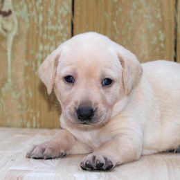 Labrador Retriever Puppies from Triple B Kennel
