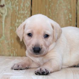 Labrador Retriever Puppies from Triple B Kennel