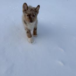 Australian Shepherd Puppies from Heritage Australian Shepherds