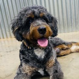 Curry - Bernedoodle