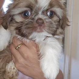 Shih Tzu Puppies from Shantii's Shih Tzu's