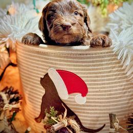 Vixen - Brown and white female Sheepadoodle puppy in Buffalo, Minnesota from Fur-ever Doodles
