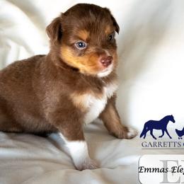 Miniature Australian Shepherd puppies from Garretts Green Acres