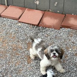 Kali - Shih Tzu