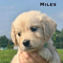 Miles - Light golden male Golden Retriever puppy in Greensburg, Pennsylvania from Fields of Gold Retrievers