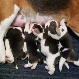 Beagle Puppies from Wilderness Beagles