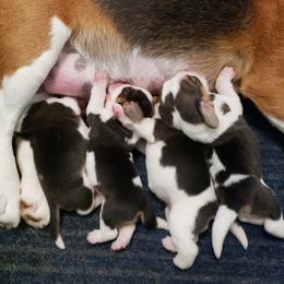 Beagle Puppies from Wilderness Beagles