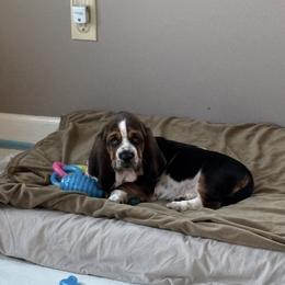 Princess - Black white and brown female Basset Hound puppy in Adrian, Michigan from Seymour Hounds