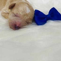 Snickers - Apricot male Poodle puppy in Nixa, Missouri from Family Poodles