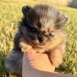 Prada - Blue merle female Pomeranian puppy in Edmond, Oklahoma from My Sun & Moon Poms