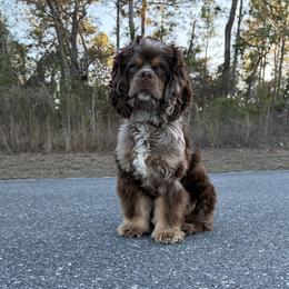 Sheldon - Cocker Spaniel