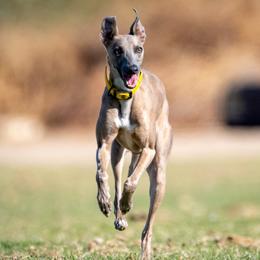 Mac - Whippet