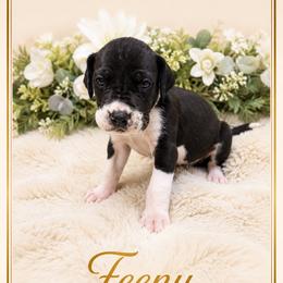 Feeny - Mantle male Great Dane puppy in Liberty, New York from Catskills Greatest Danes