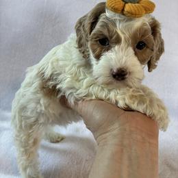 Sky - Red and white female Cockapoo puppy in Adrian, Oregon from ApplebyFarm