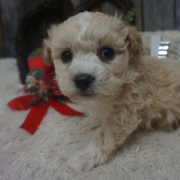 Sterling - Cream Companion Cross puppy in Norwood, Missouri from Panther Creek Road
