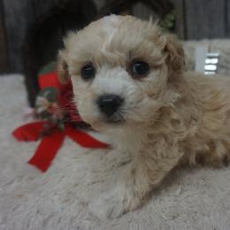 Sterling - Cream Companion Cross puppy in Norwood, Missouri from Panther Creek Road