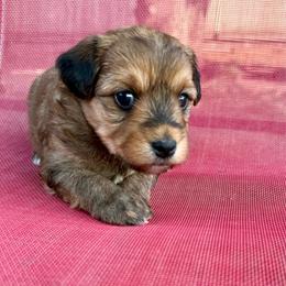 Rocky - Tri-color male Yorkipoo puppy in Walla Walla, Washington from Linda Sherman