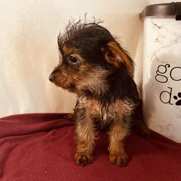 Lulu - Black and gold female Yorkshire Terrier puppy in Marion, Indiana from Regal Yorkie