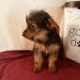 Lulu - Black and gold female Yorkshire Terrier puppy in Marion, Indiana from Regal Yorkie