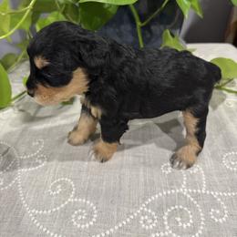 Miniature Schnauzer Puppies from Walker Miniature Schnauzers