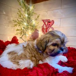Winston - Black gold and white male Shih Tzu puppy in Lexington, North Carolina from SCS Shih Tzus
