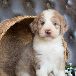 Della- Has Videos - Red merle female Aussiedoodle puppy in Troy, South Carolina from Lana Corley- Australian Shepherds of 3/W Farms